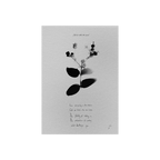 Nets To Catch The Wind Listening Pack